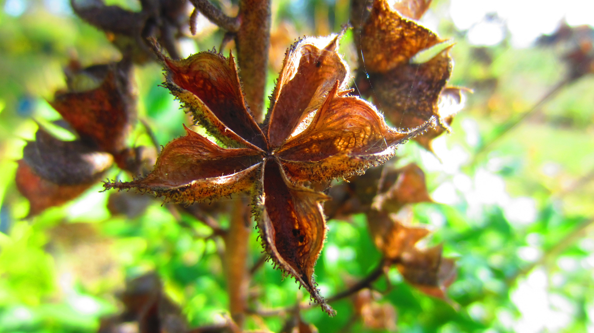 Sterne im Blumenbeet...