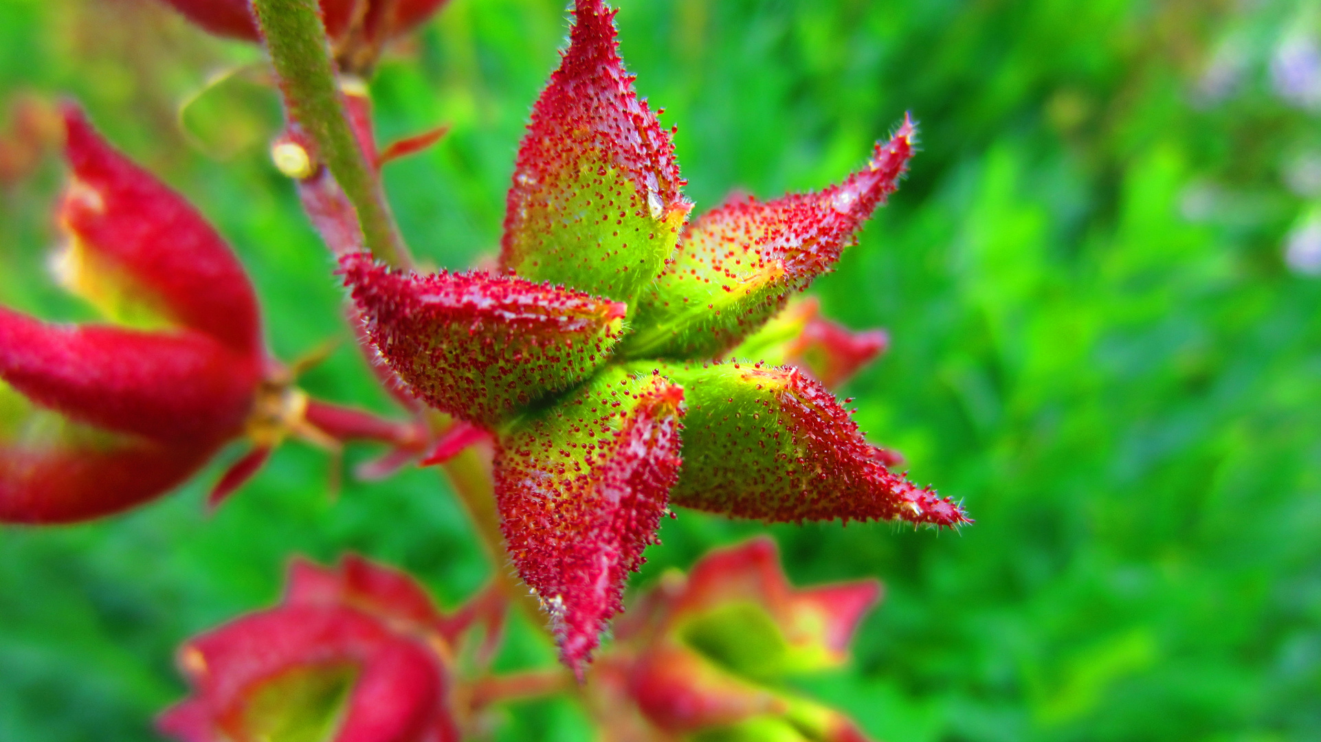 Sterne im Blumenbeet...