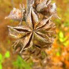 Sterne im Blumenbeet