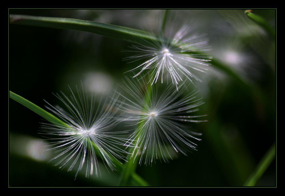 Sterne im Gras