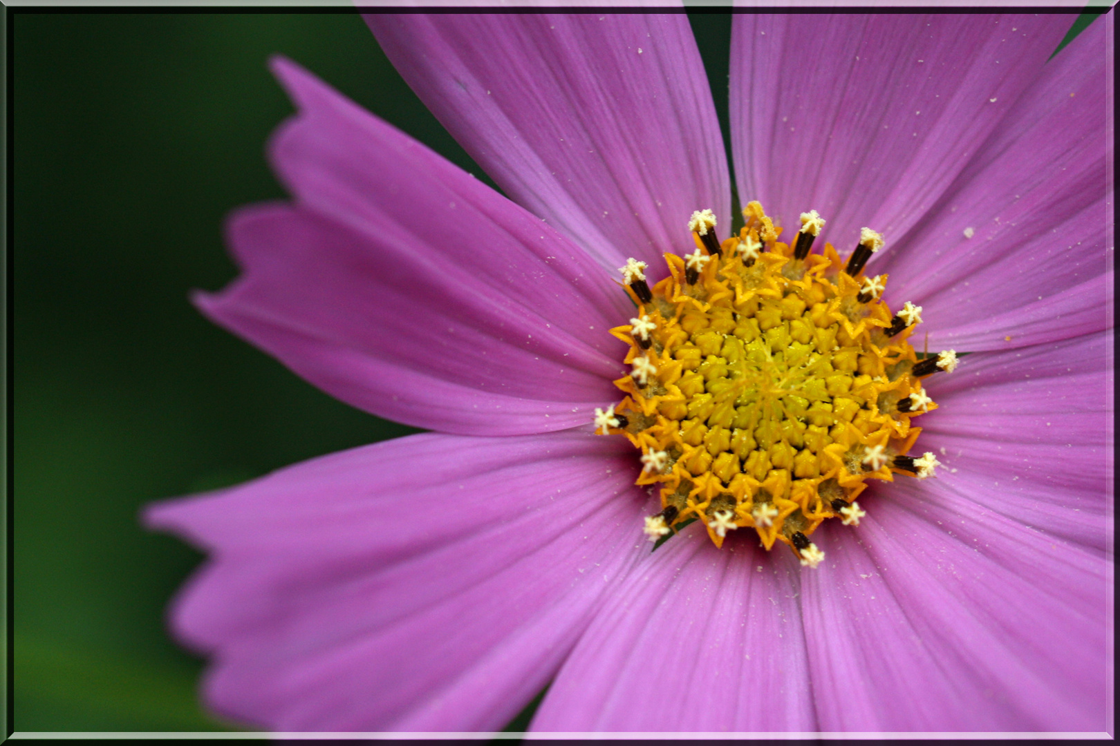 Sterne in der Cosmea