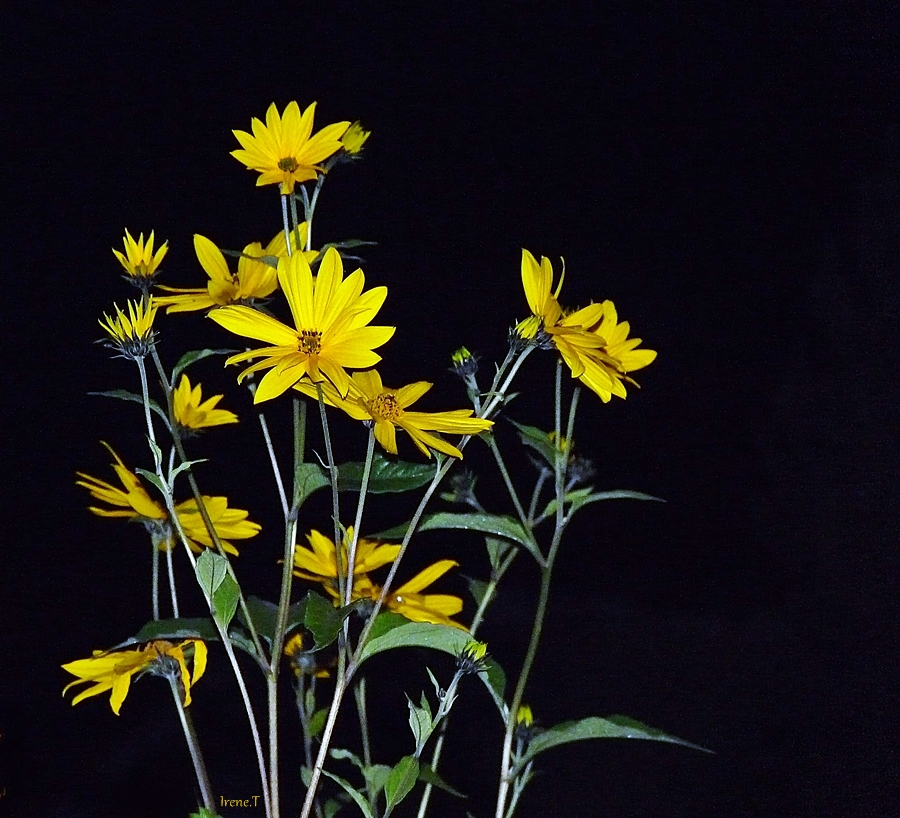 Sterne in der Nacht