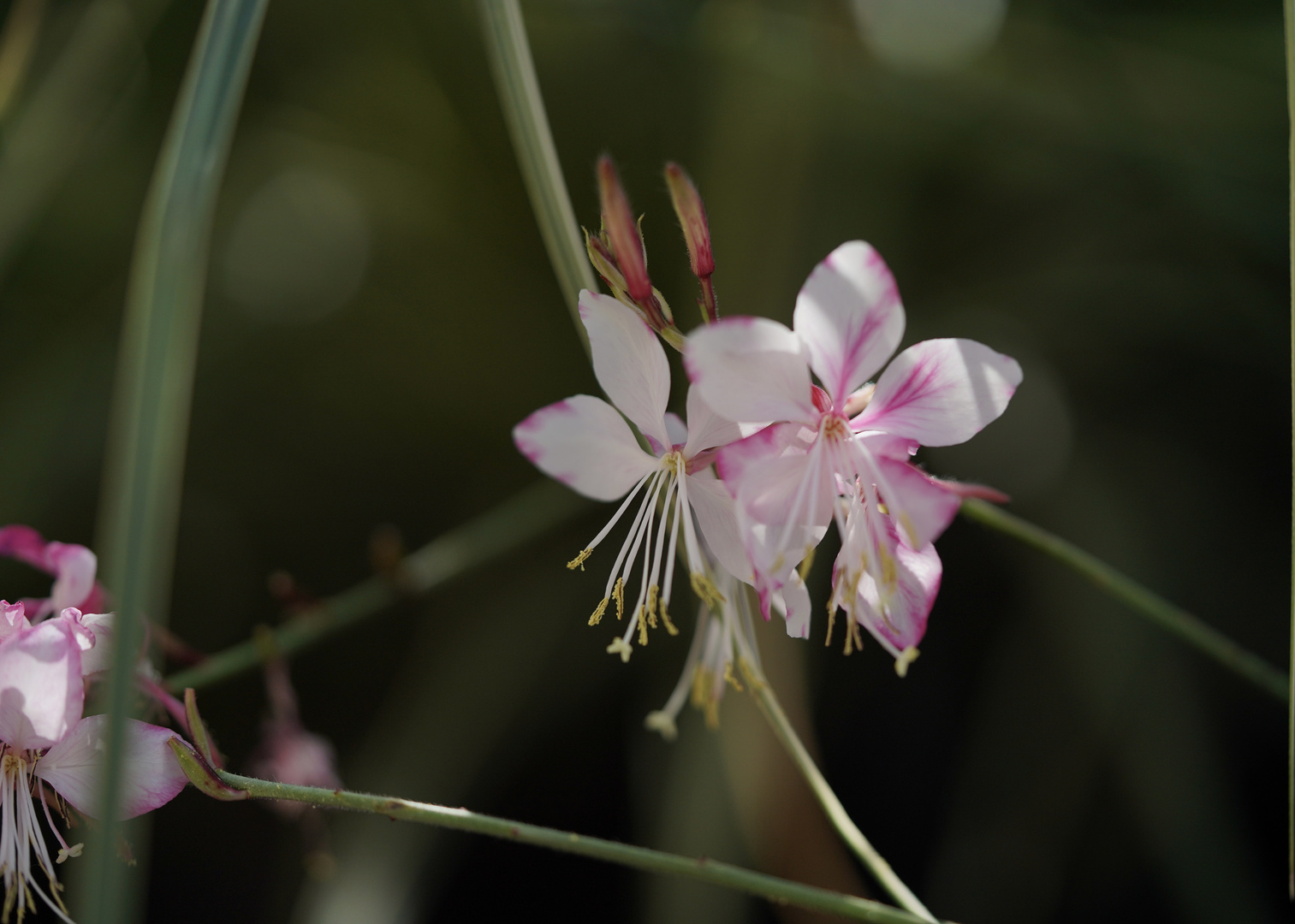 Sterne in Pink-weiß