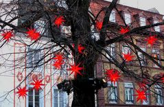 Sternebaum In Freiburg /Breisgau zur Weihnachtszeit.