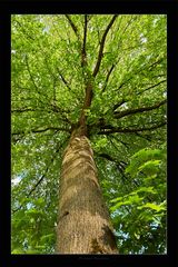 Sternen Baum