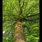 Sternen Baum