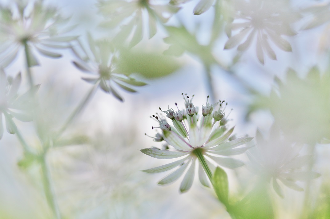 Sternen im Garten