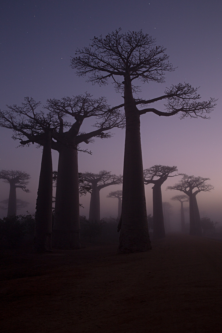 Sternenbaobabs