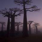 Sternenbaobabs