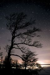 Sternenbaum