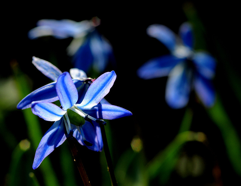 sternenblau