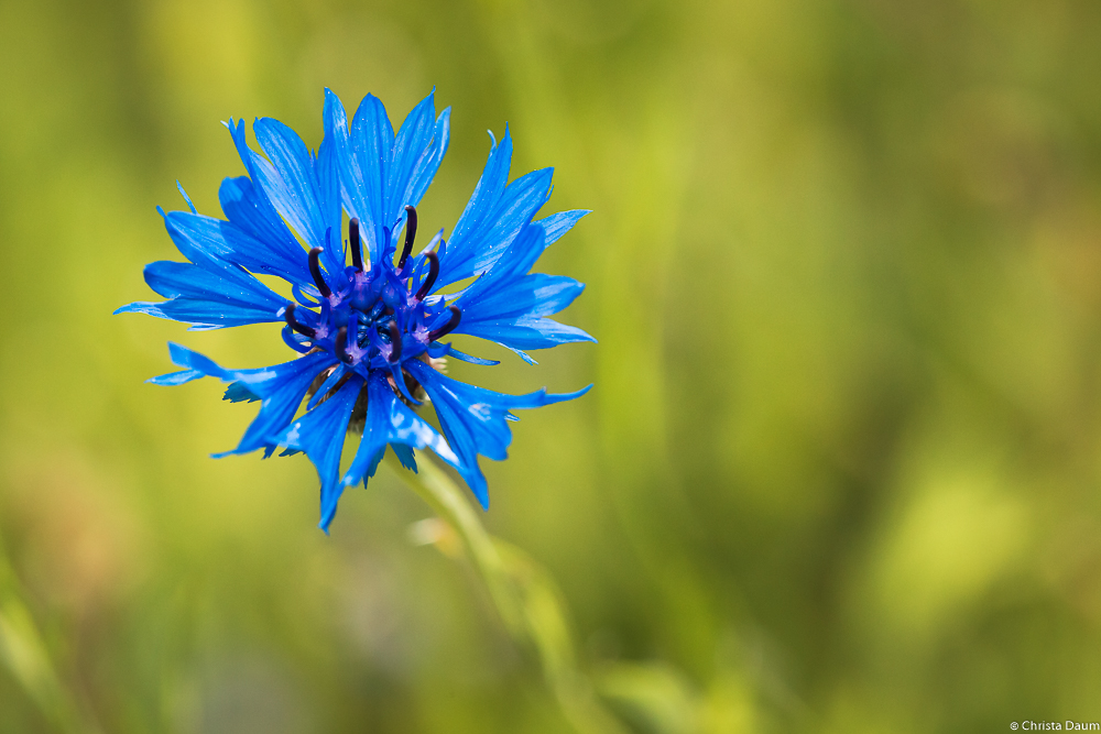 SternenBlau