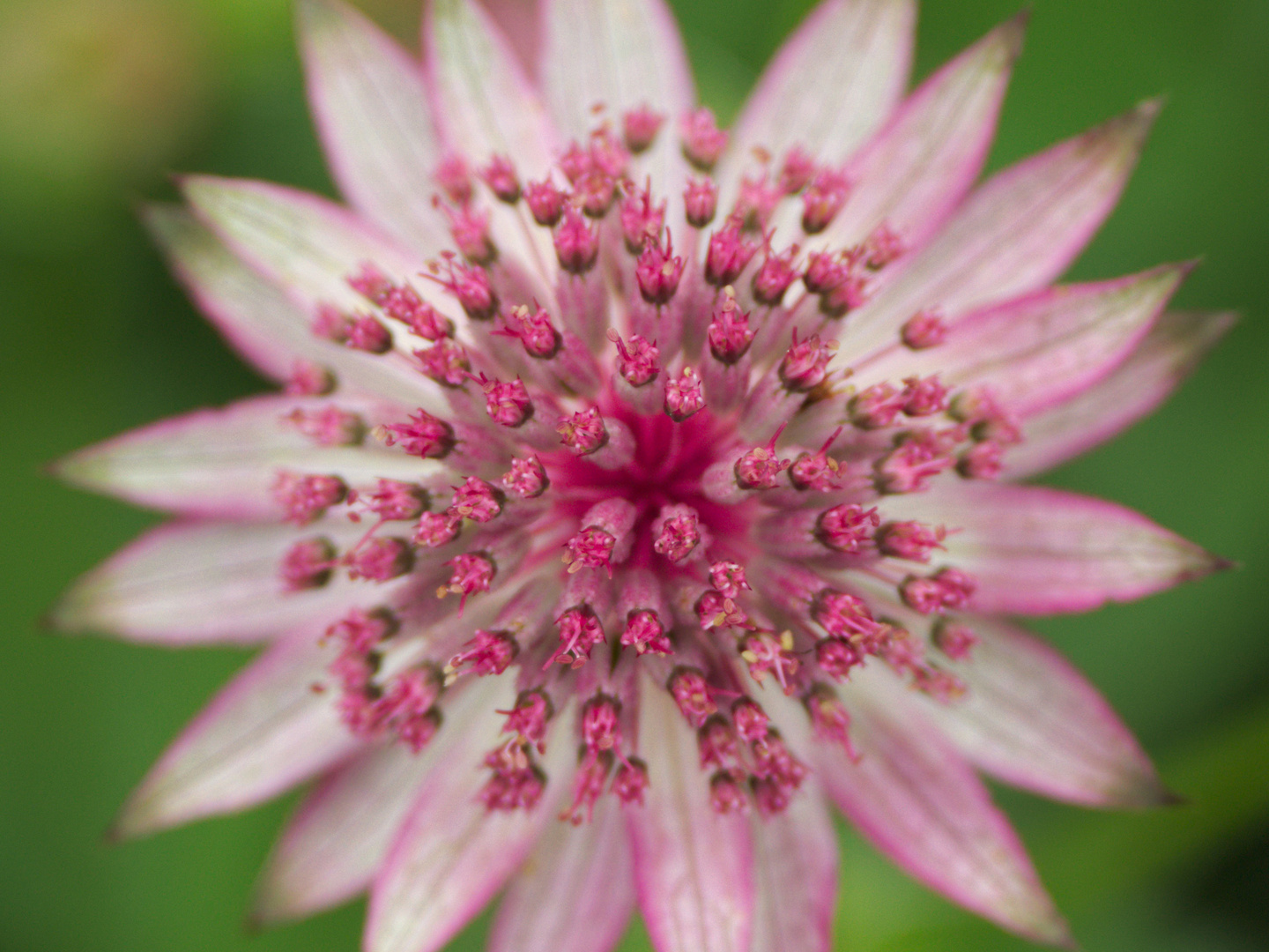 Sternenblüte