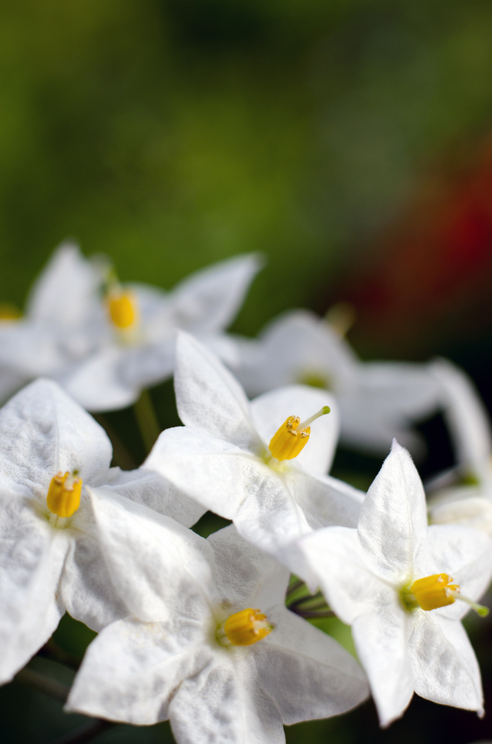 Sternenblüte