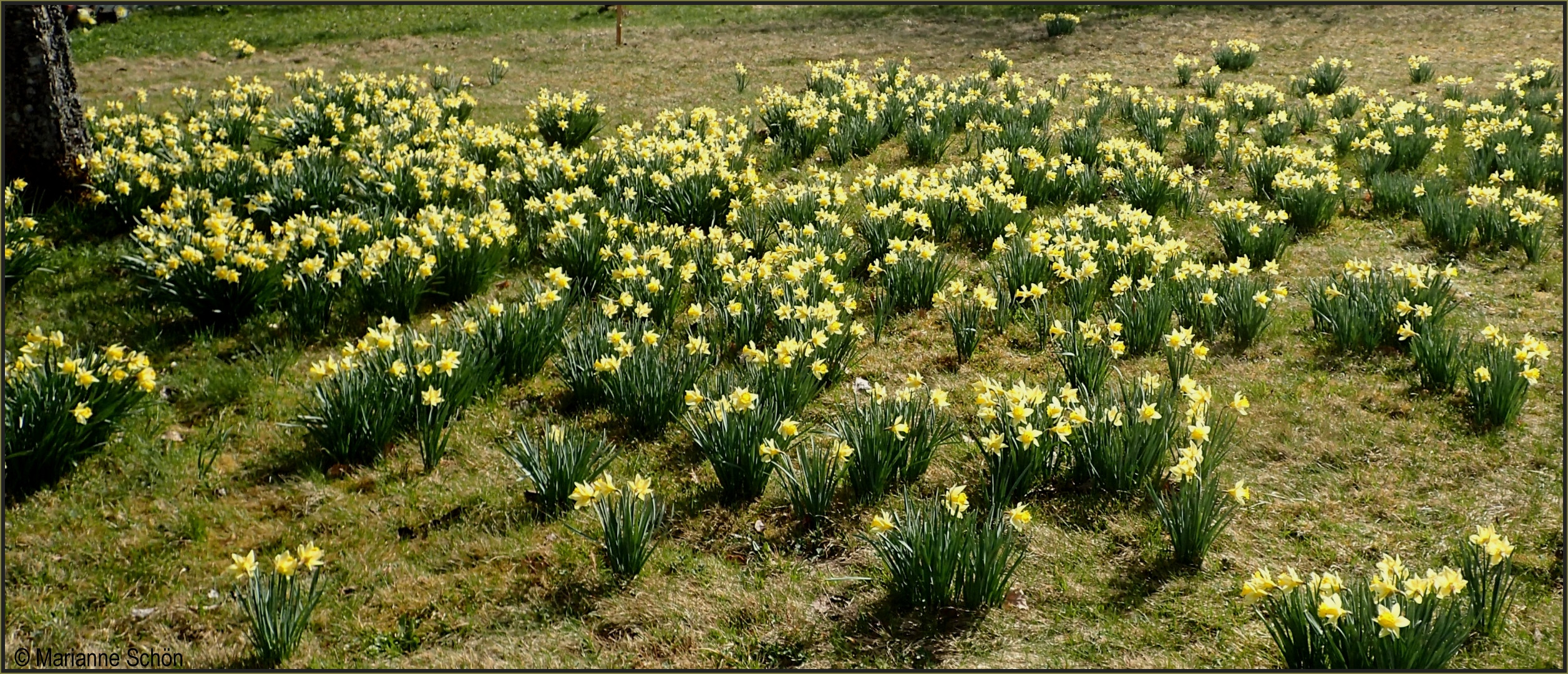 Sternenblumen...