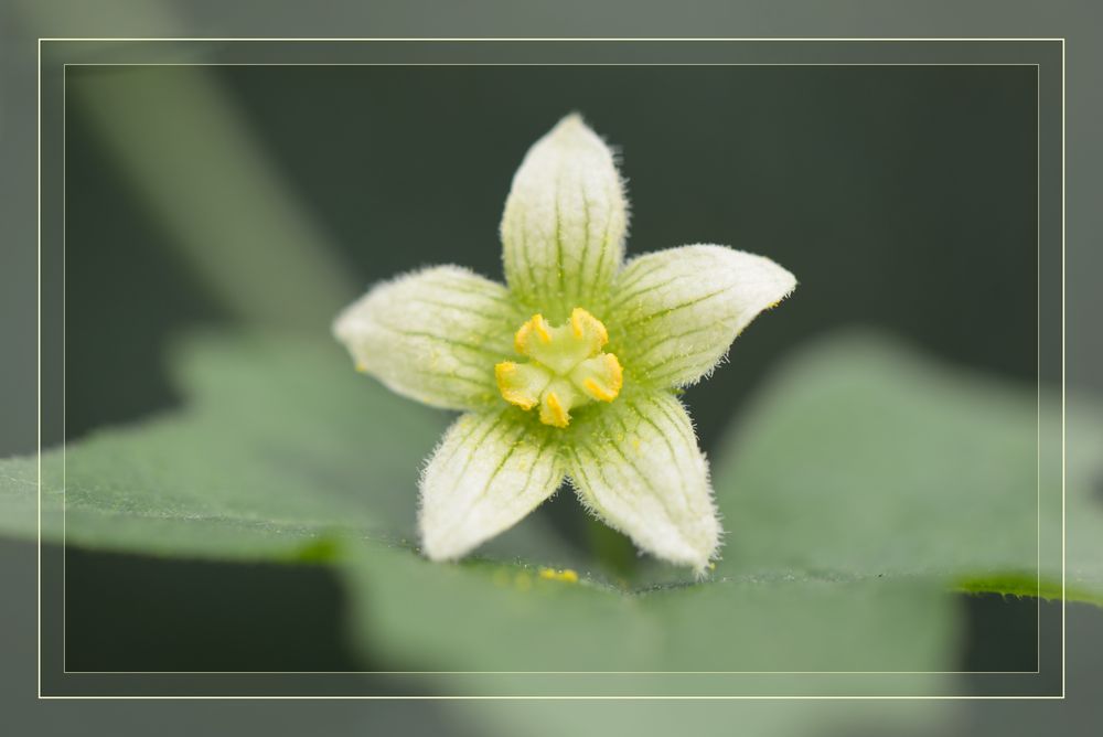 sternenförmige Blüte