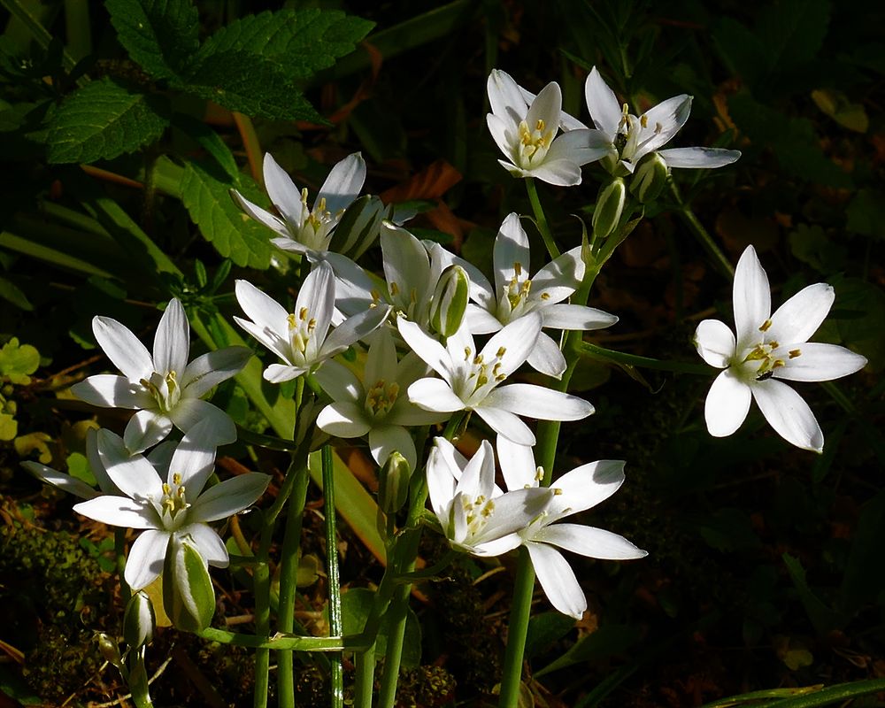 Sternenglanz Foto & Bild | frühling, natur, blumen Bilder auf fotocommunity