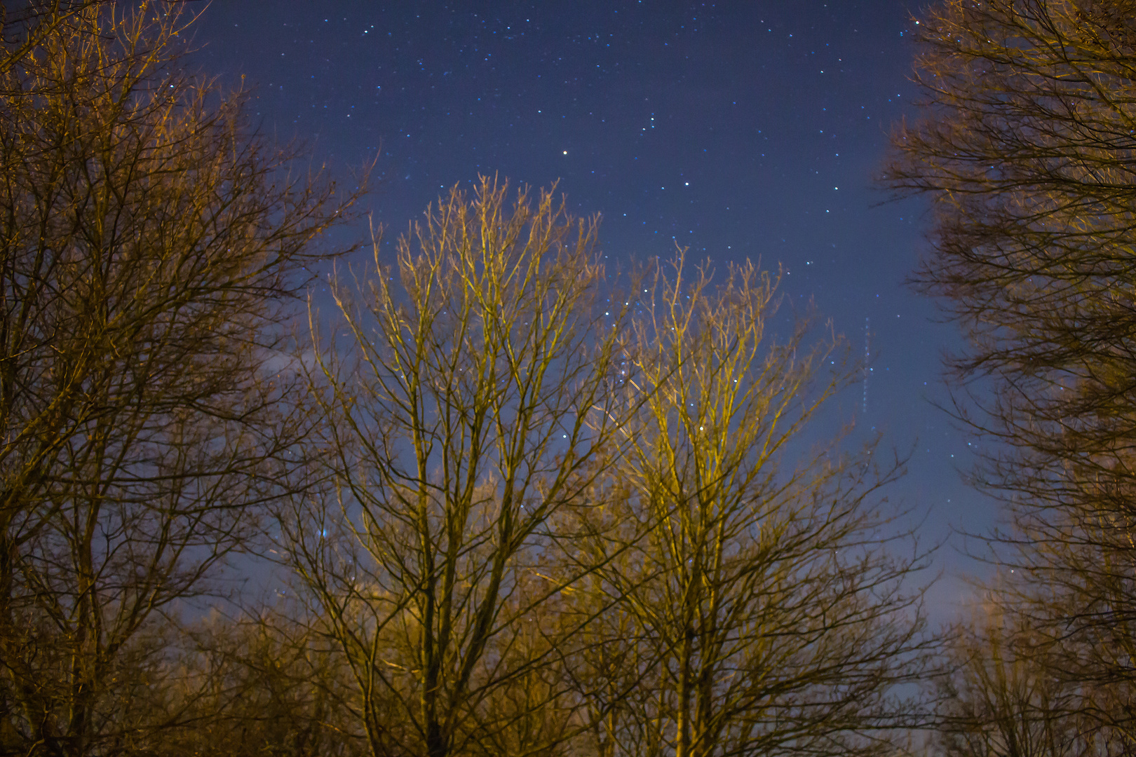 Sternenhimmel hinter bäumen