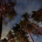 Sternenhimmel - Nachts im Kiefernwald