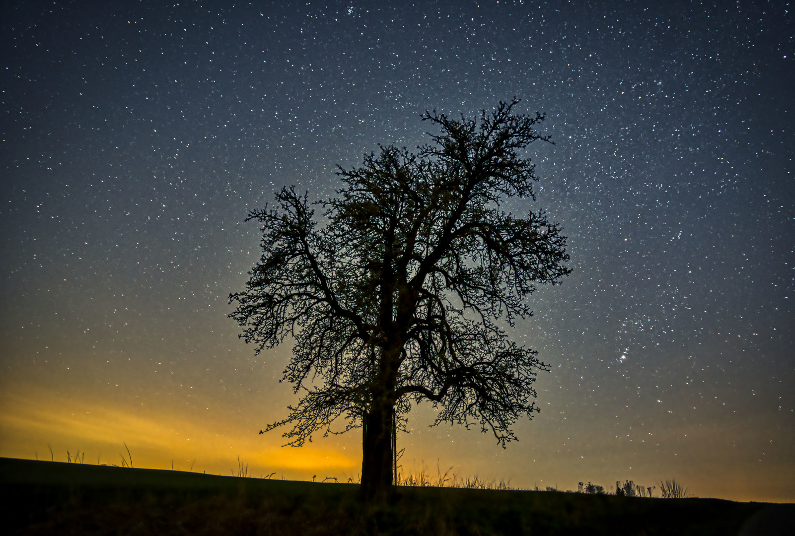 Sternenhimmel und Baum