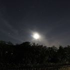 Sternenhimmel und Mond über Oleander