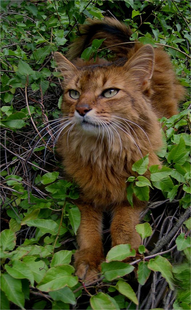 Sternenkater Morphy ...