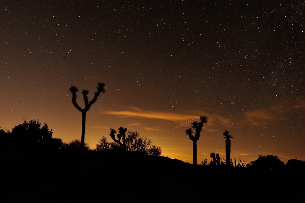 Sternennacht Joshua Tree NP