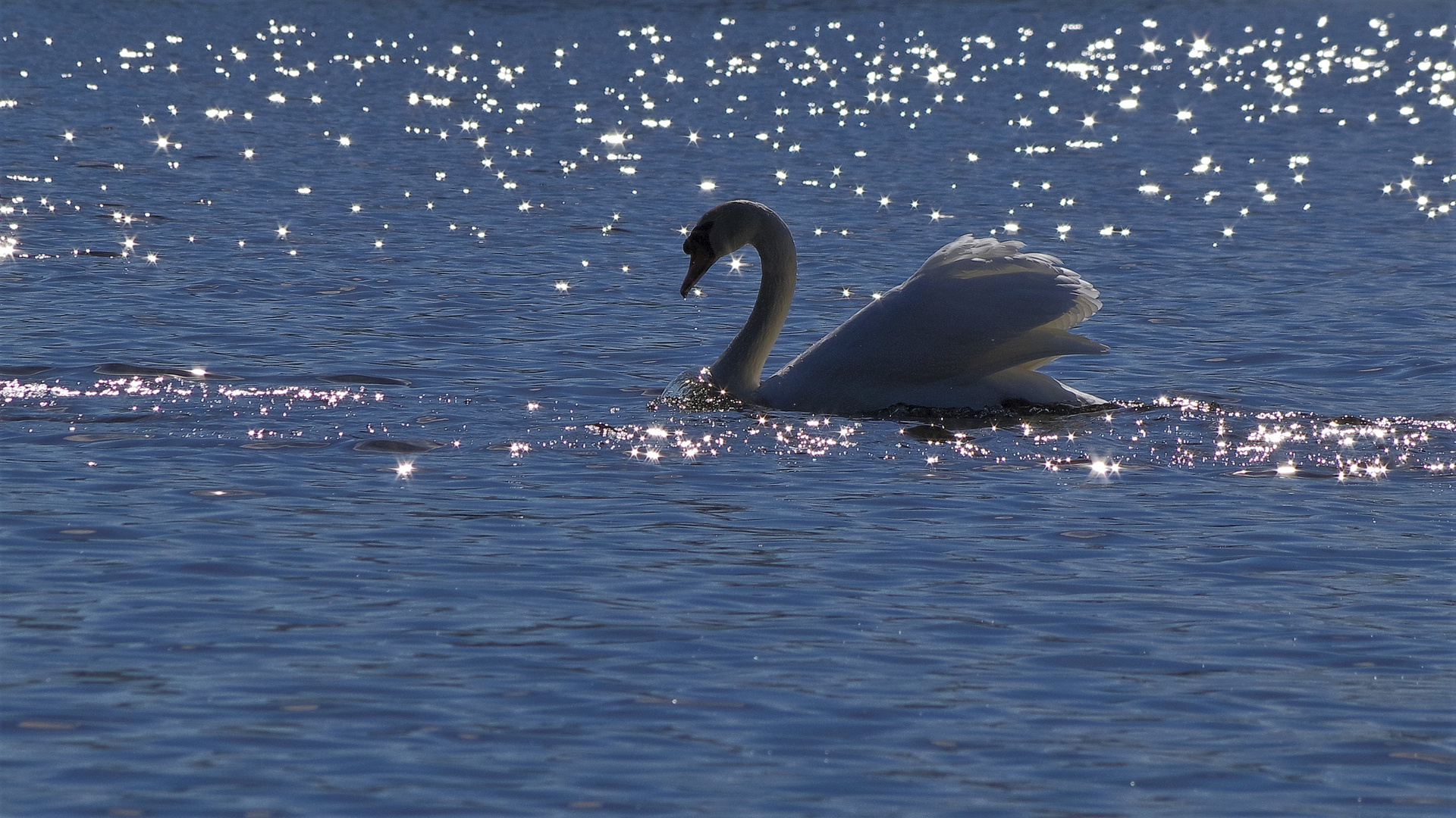 Sternenschwan