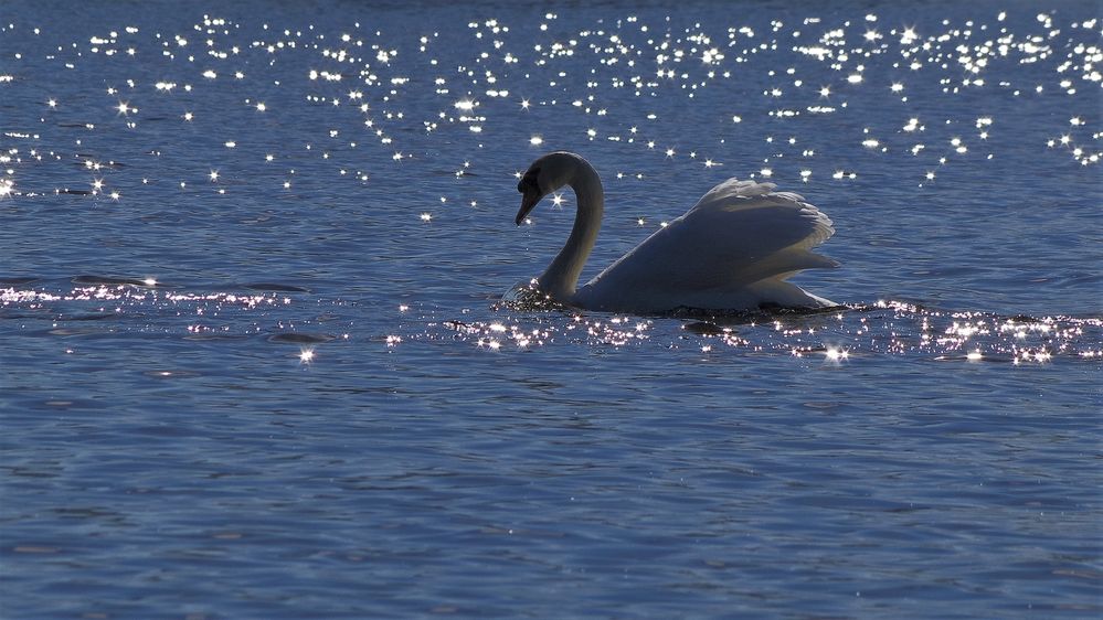 Sternenschwan