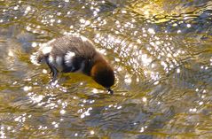 Sternentaler in der Ruhr.