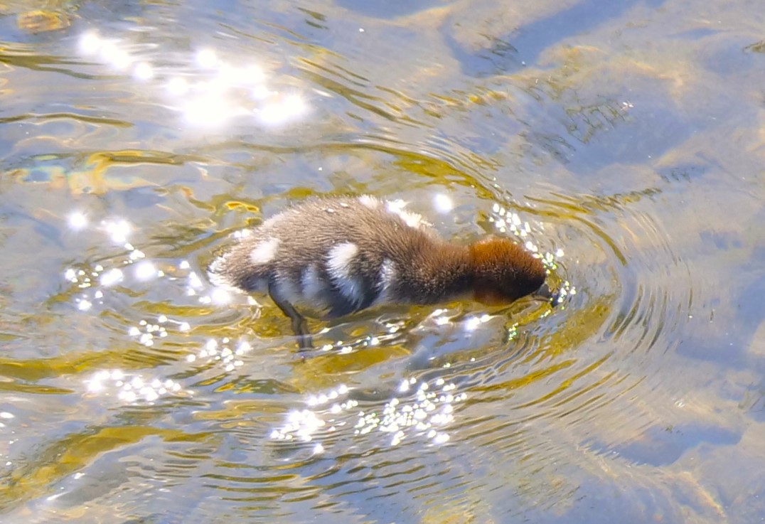 Sternentaler in der Ruhr.