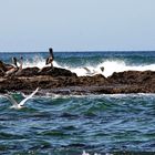 Sternes et pélicans sur un banc rocheux du Pacifique