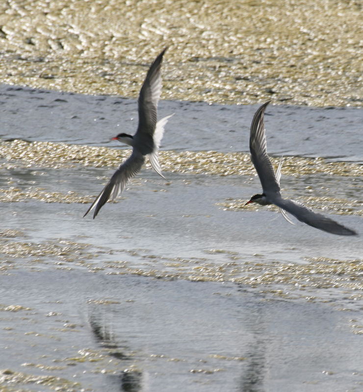 sternes pierregarin (chasse aux petits poissons)