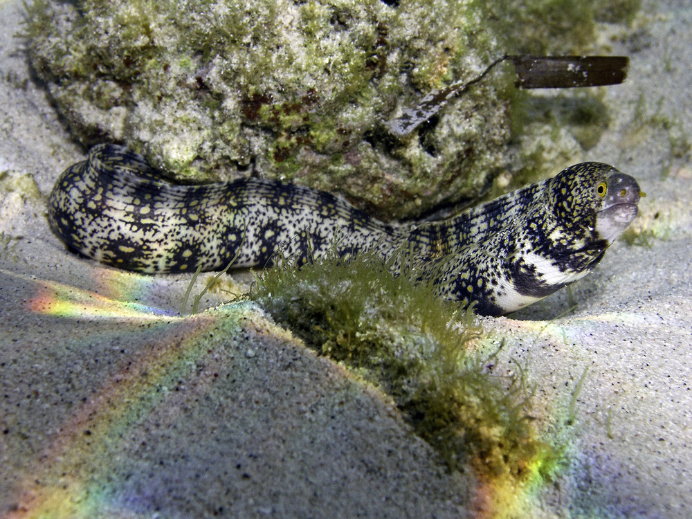 Sternfeckmuräne im flachen Wasser