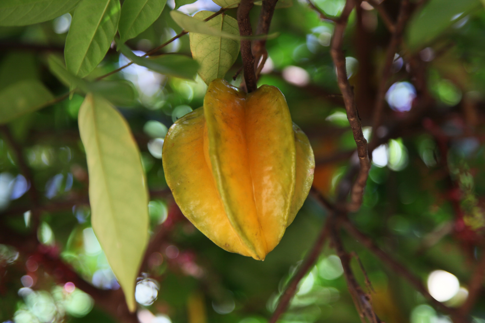 Sternfrucht