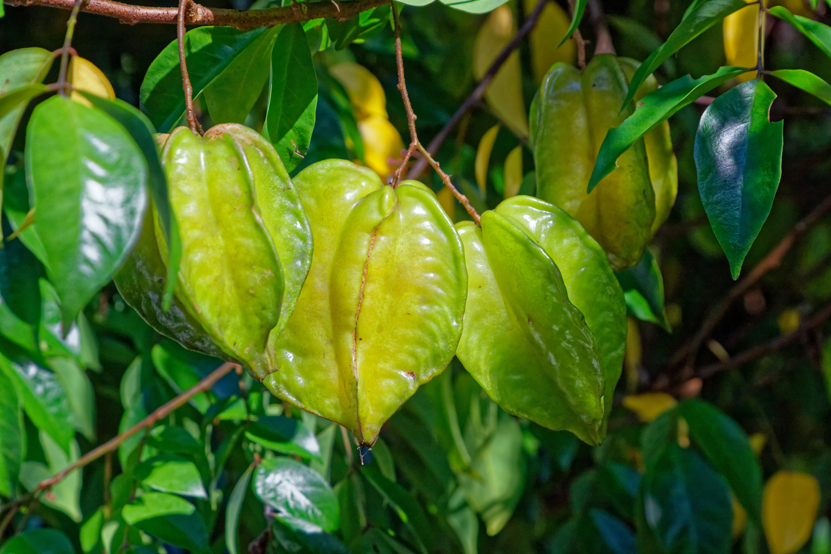 Sternfrucht