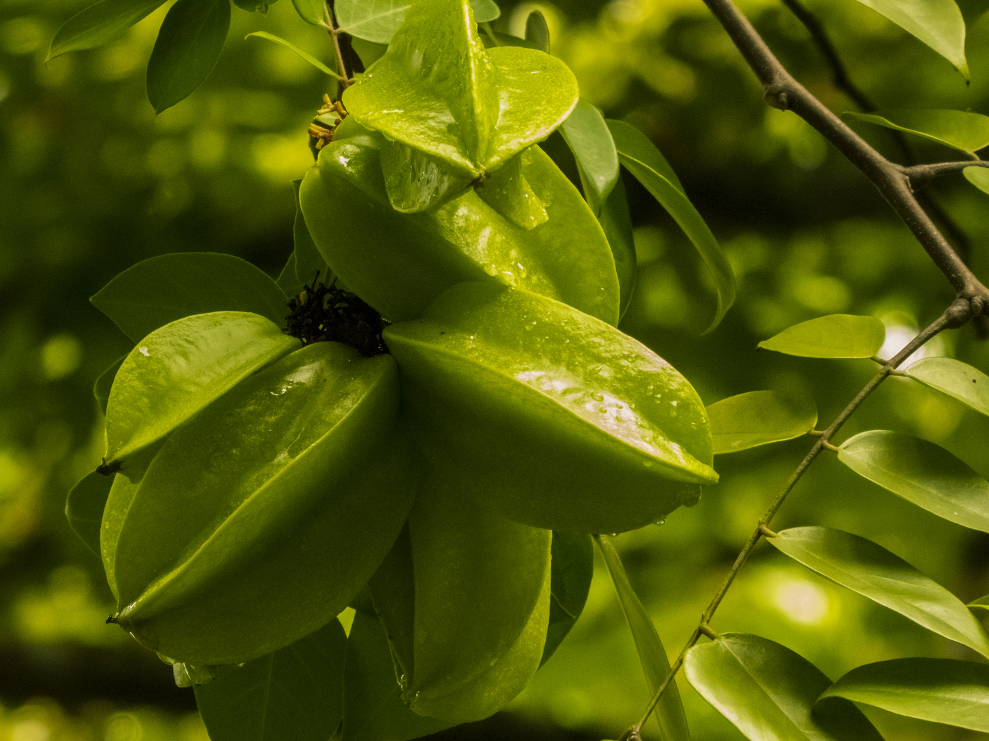 Sternfrucht