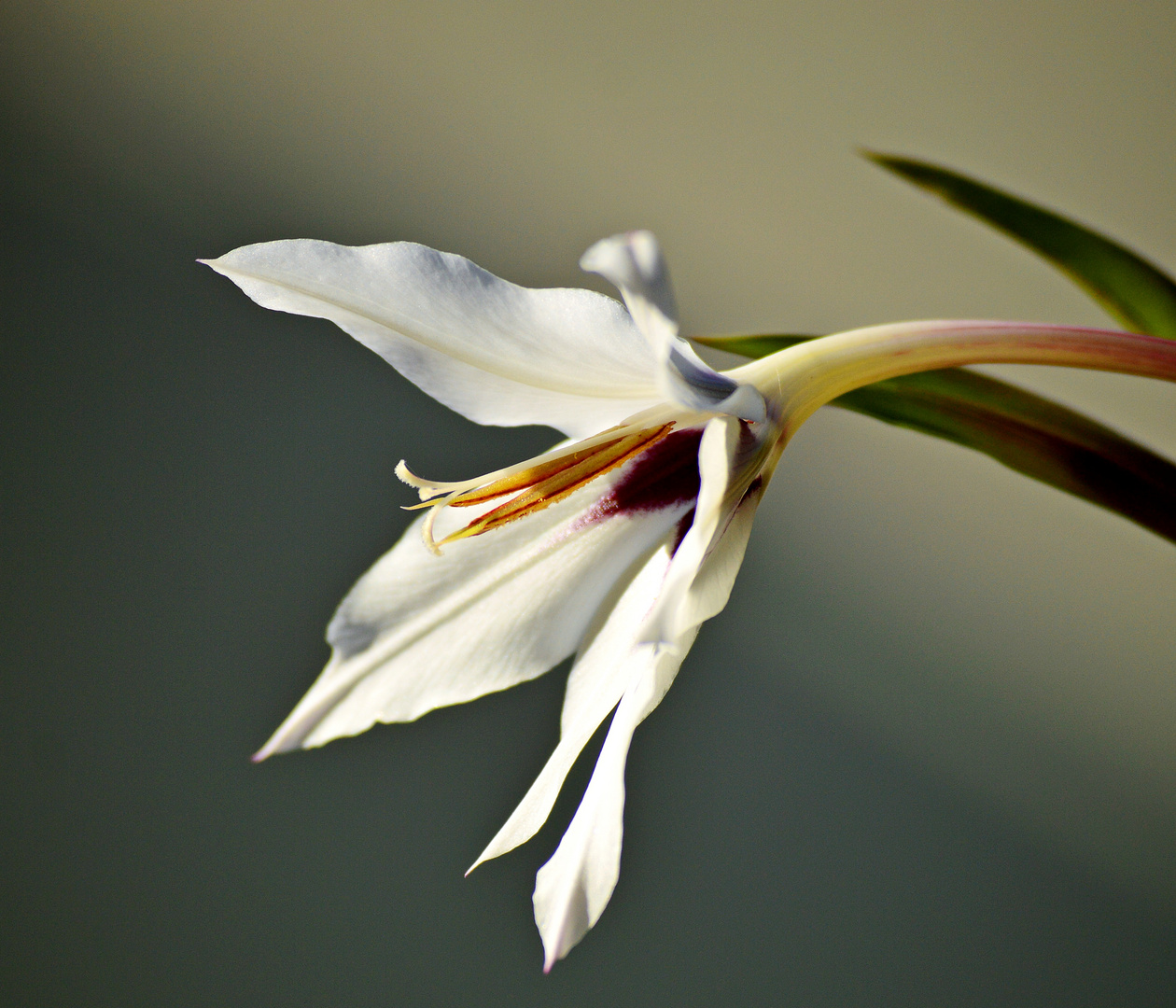 Sterngladiole 