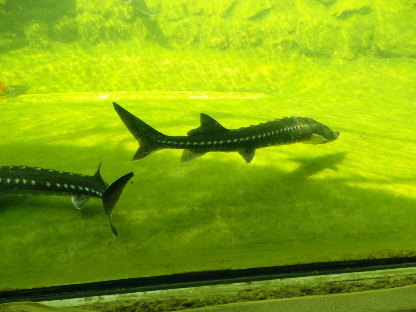 Sternhausen (Acipenser stellatus) im Aquarium