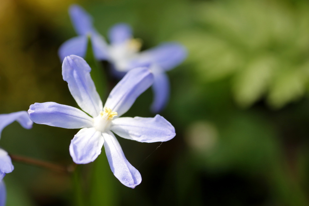 Sternhyazinthe bzw. Schneeglanz (Chionodoxa)