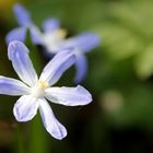 Sternhyazinthe bzw. Schneeglanz (Chionodoxa)