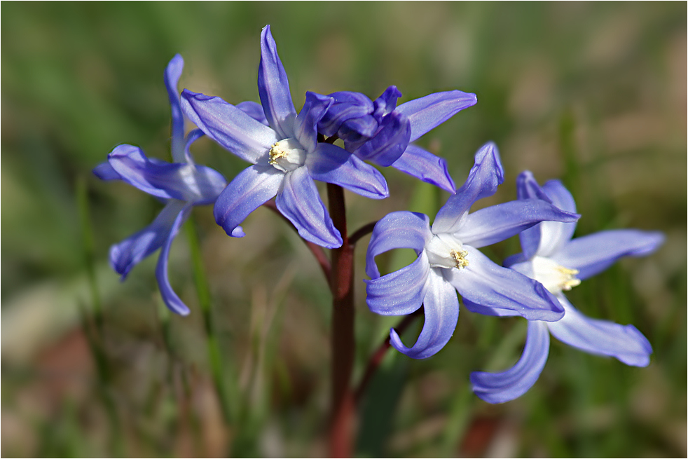 Sternhyazinthe ( Chionodoxa )