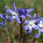 Sternhyazinthe ( Chionodoxa )