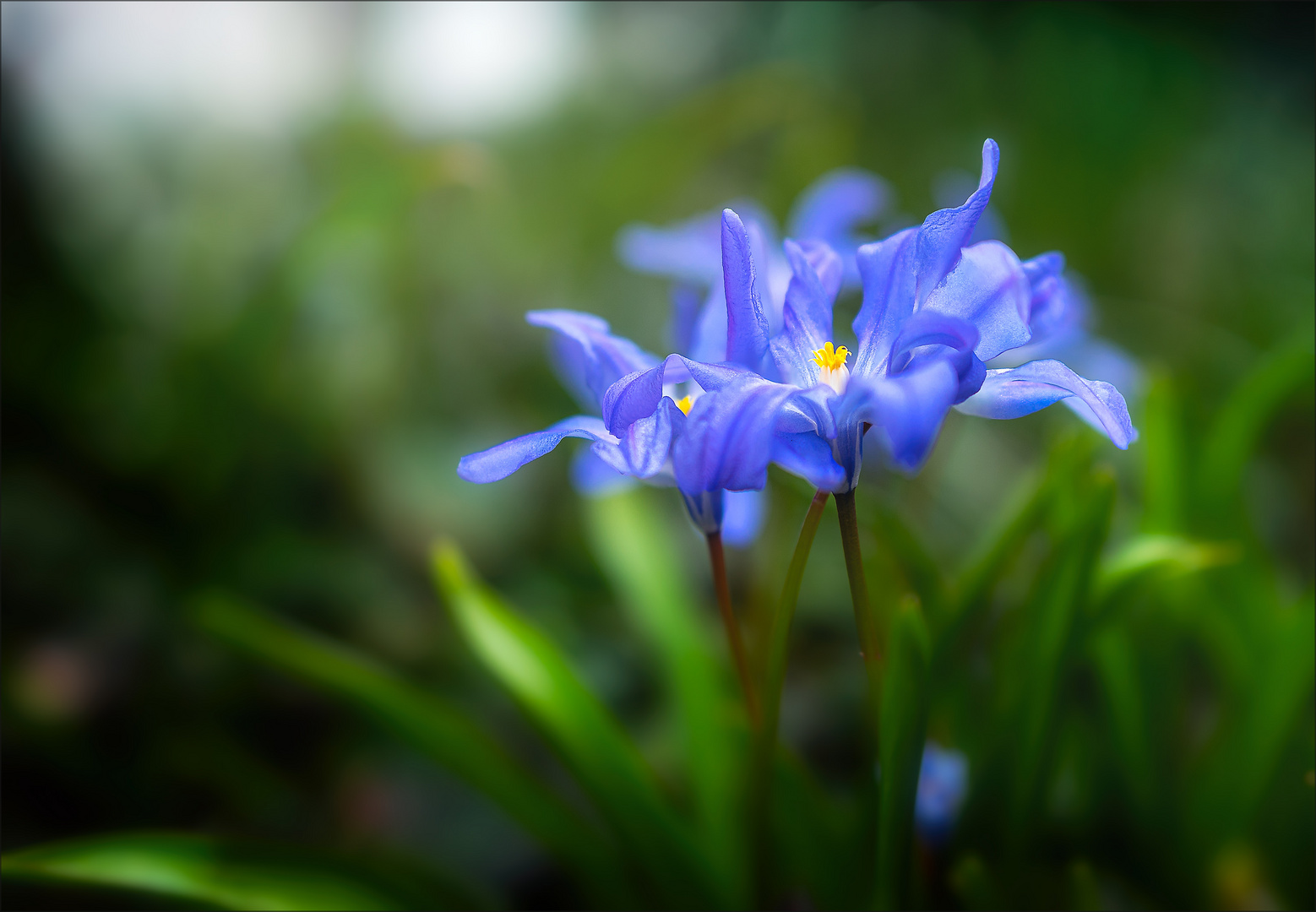 Sternhyazinthe (Chionodoxa luciliae)