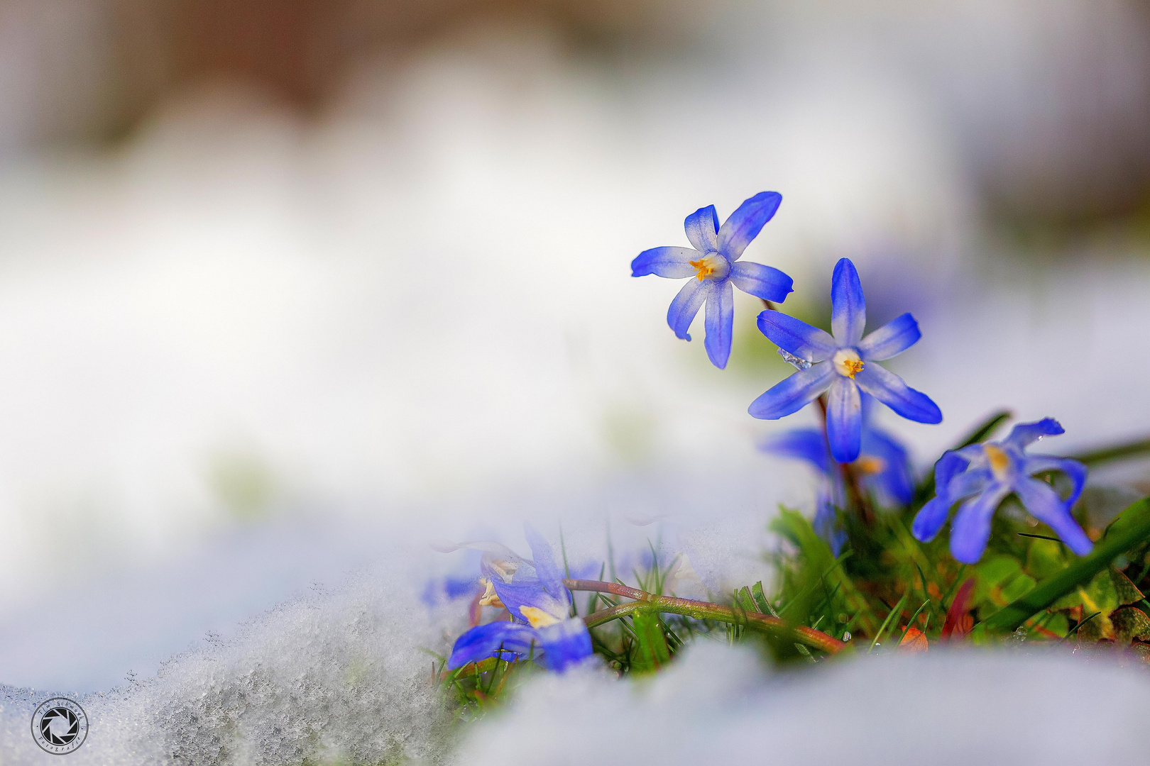 Sternhyazinthe im Schnee