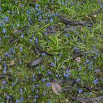  Sternhyazinthe (nicht Blausternchen) im Offenbacher Dreieichpark 01