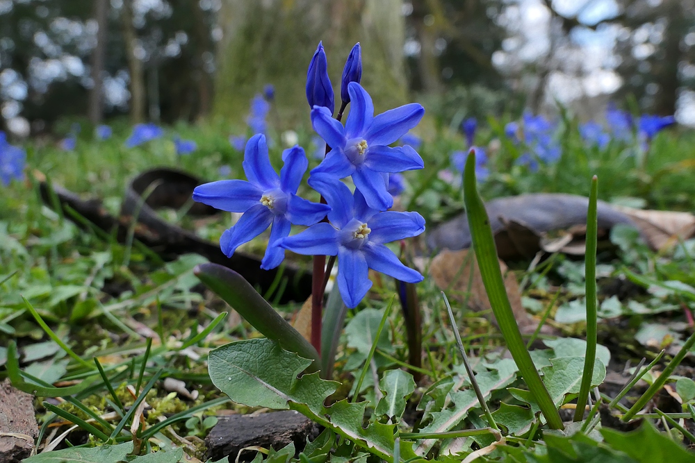 Sternhyazinthe (nicht Blausternchen) im Offenbacher Dreieichpark 02