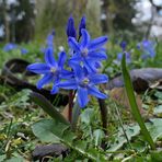 Sternhyazinthe (nicht Blausternchen) im Offenbacher Dreieichpark 02