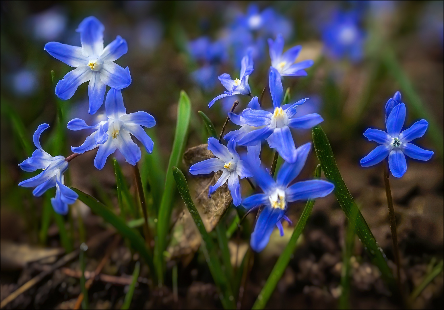 Sternhyazinthen (Chionodoxa luciliae) 