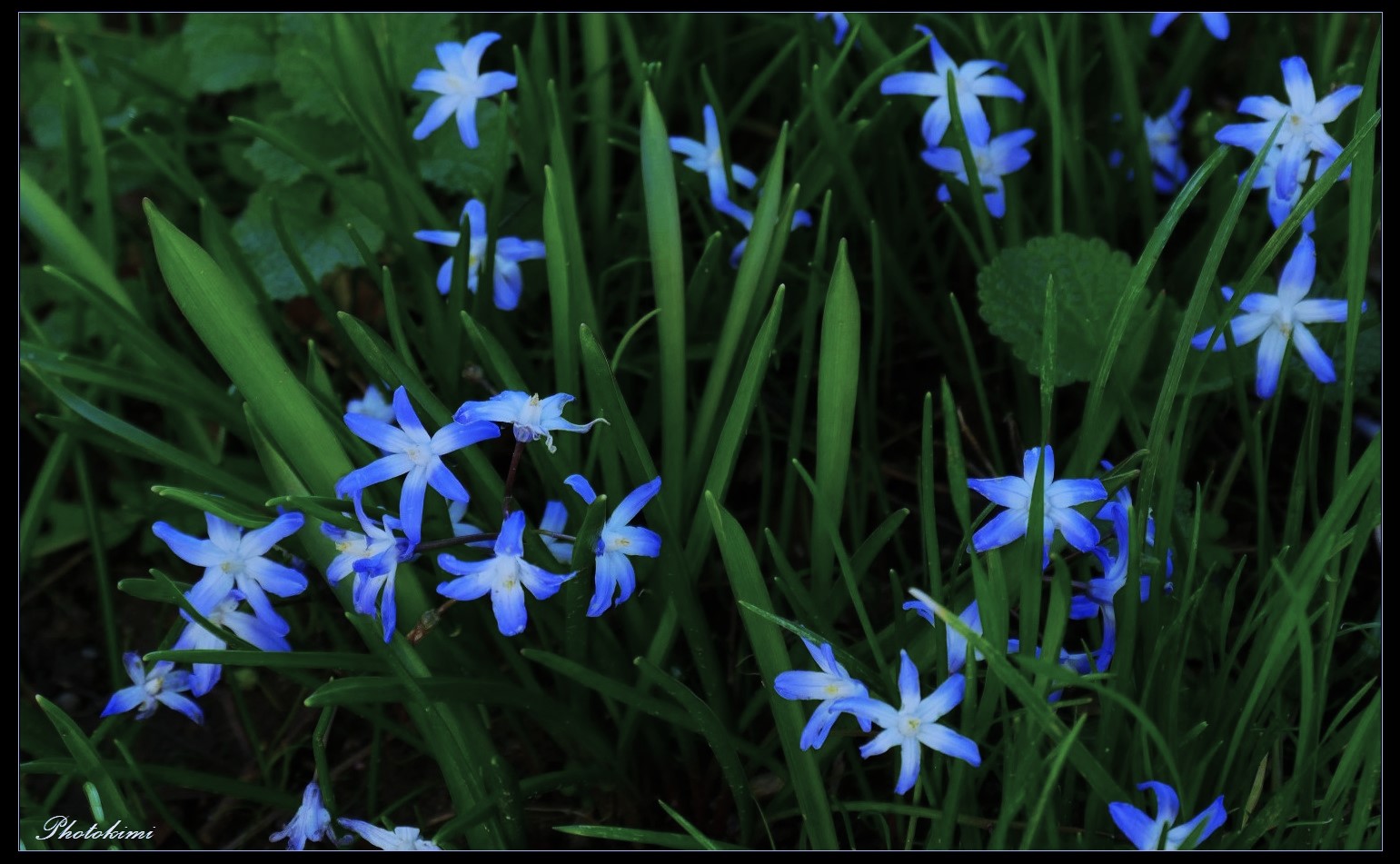 Sternhyazinthen (Chionodoxa = Schneeglanz)